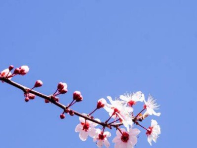 2025南京樱花最佳观赏时间是几月