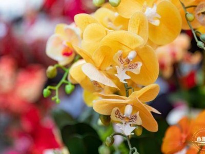 深圳坪山中心公园迎春花市时间(几号开始结束)