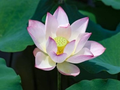 深圳洪湖公园荷花品种有哪些