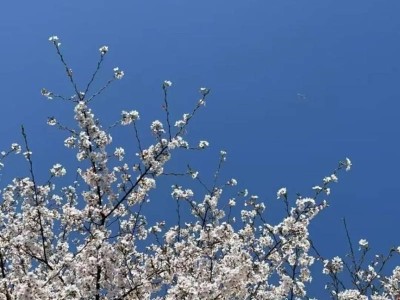 江宁哪吒主题市集地点+时间