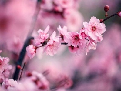 北京昌平春夏赏花时间表(花期+赏花地点推荐)