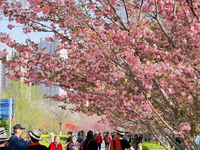 太原和平公园第七届樱花节活动时间(开始+结束)