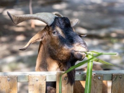 2025端午节深圳野生动物园开园吗?