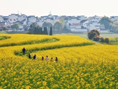 2025高淳国际慢城春季赏花指南(时间+打卡点+路线)