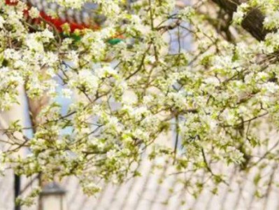 2025年北京智化寺梨花观赏指南(开放时间+预约)