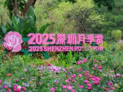 2025深圳月季花展观赏攻略(附时间+地点)