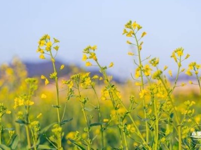 深圳元宵节期间花展有哪些(时间、地点、门票、看点)