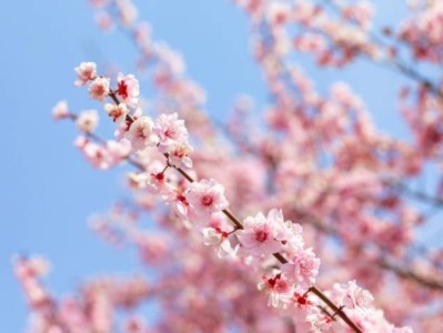2025年青岛春季赏花汇总