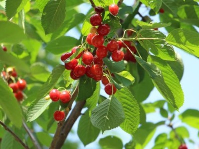 2025重庆开州樱桃采摘时间+地点+价格