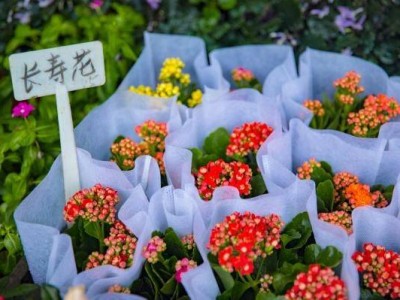 2025深圳荷兰花卉小镇迎春花市时间+看点+交通