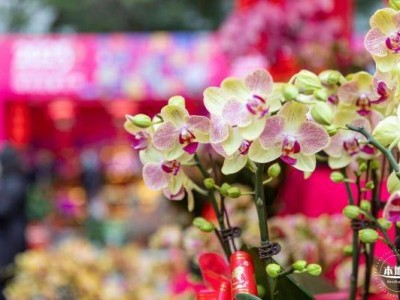 深圳爱国路花市2025时间