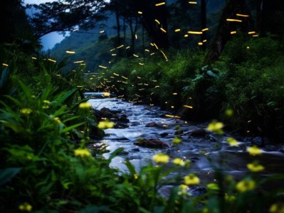 深圳杨梅坑天然潭萤火虫观赏时间+地点+交通