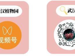 武汉植物园清明节活动时间+内容+购票入口2025