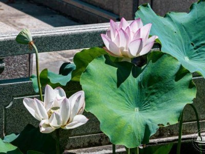 深圳万景楼荷花开了吗(花期+地点+门票+交通)