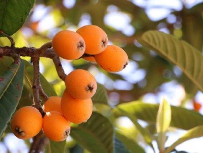 2025重庆潼南枇杷采摘指南（时间、价格、路线）