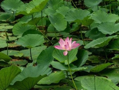 深圳洪湖公园荷花开到什么时候(花期)