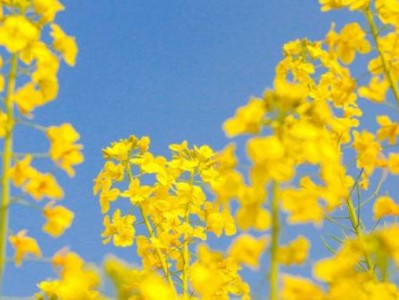 太丰垸现代农业园油菜花攻略(门票+开花时间+交通)