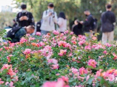 深圳人民公园月季展一般几月份