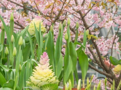 2025重庆赏樱花的地方盘点(地点+路线)