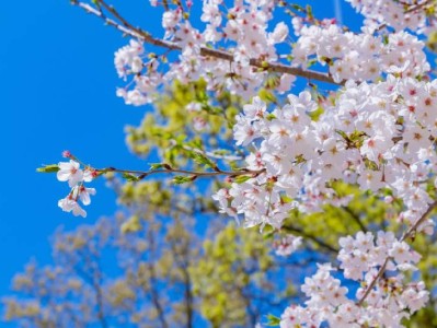 长沙光明大观园樱花攻略(开花时间+门票+在哪里)