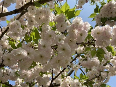 长沙松雅湖樱花攻略(地址+门票+开花时间)