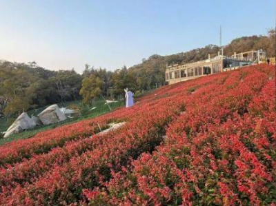 厦门健康步道赏花指南(时间+地点+品种)