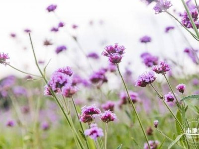 深圳3月赏花指南(毛杜鹃、黄花风铃木、木棉花)