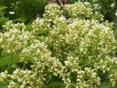 珠海5月赏花攻略（时间+地点+花种）