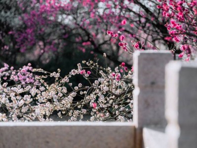 南京赏梅花指南(花期+品种+观赏地)