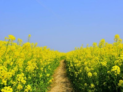 隆平稻作公园油菜花攻略(开花时间+在哪+门票)