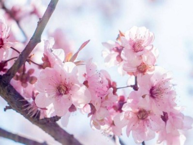 厦门春天桃花赏花攻略(时间+地点)