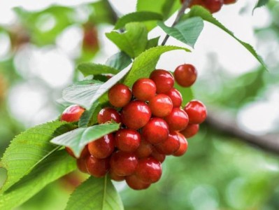 2025巴南百胜村樱桃成熟时间