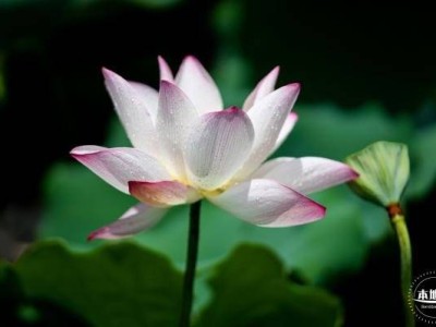 深圳洪湖公园荷花盛花期是什么时候(时间)