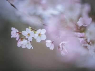 南京玄武湖樱花开放时间+观赏点