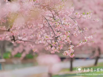 2025上海辰山植物园樱花最佳观赏时间表(更新中)