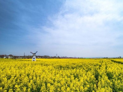 长沙茶亭镇油菜花攻略(在哪+开花时间+介绍)