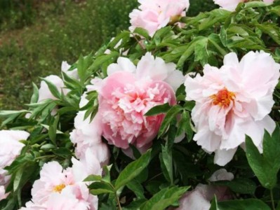 2025成都植物园牡丹赏花指南（花期+门票+开放时间+交通）