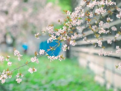 2025同济大学樱花怎么预约(时间+入口+流程)