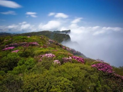 2025重庆金佛山杜鹃花节时间+地点+门票+攻略