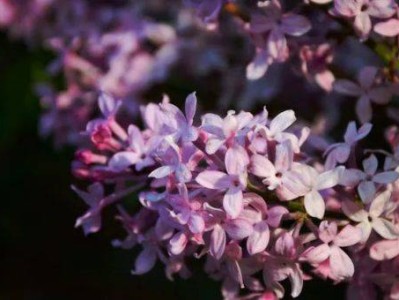 哈尔滨赏丁香花推荐时间及地点