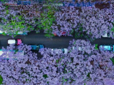 昆明蓝花楹观赏指南