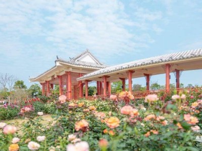 2025深圳松岗五指耙公园月季花展时间、地址交通及看点
