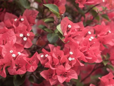 厦门三角梅花海赏花攻略(地点+时间)