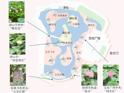 成都文化公园“千年花肆·荷乐不为”主题荷花赏活动指南（时间地点+活动安排）