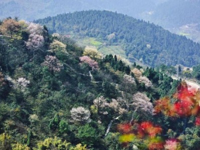 2025重庆渝北大盛云龟山樱花观赏攻略(时间、地点、路线)