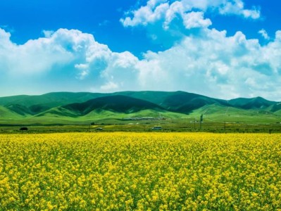 长沙福临镇油菜花观赏指南(地址+开花时间)