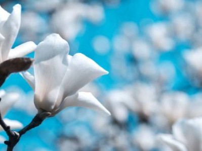 南京玉兰花开放时间(附赏花地)