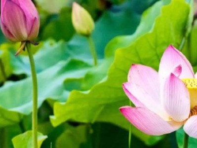 北京北海公园荷花观赏指南（开放时间+门票）