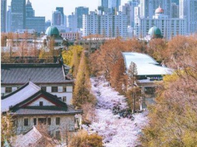 2025南京鸡鸣寺樱花开了吗(附最佳观赏时间)