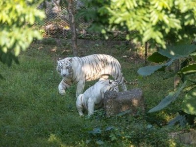 深圳野生动物园开放了吗?官方最新消息